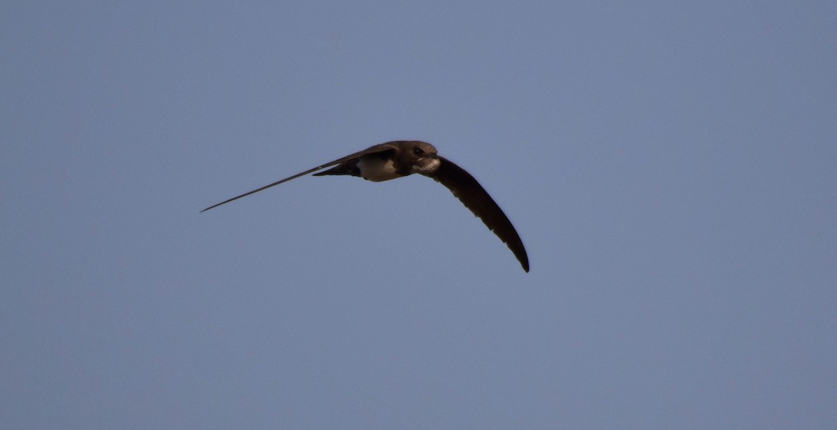 Alpine Swift - mathew thekkethala