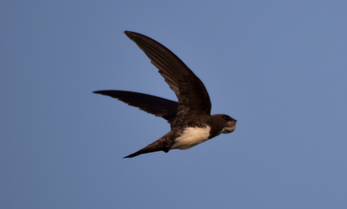 Alpine Swift - ML177012861