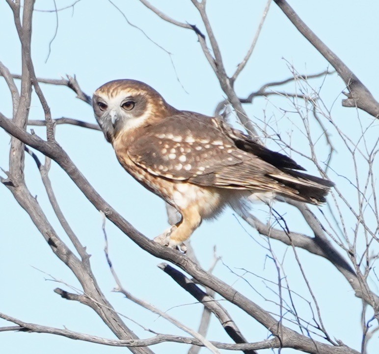 Southern Boobook - Ian Kerr