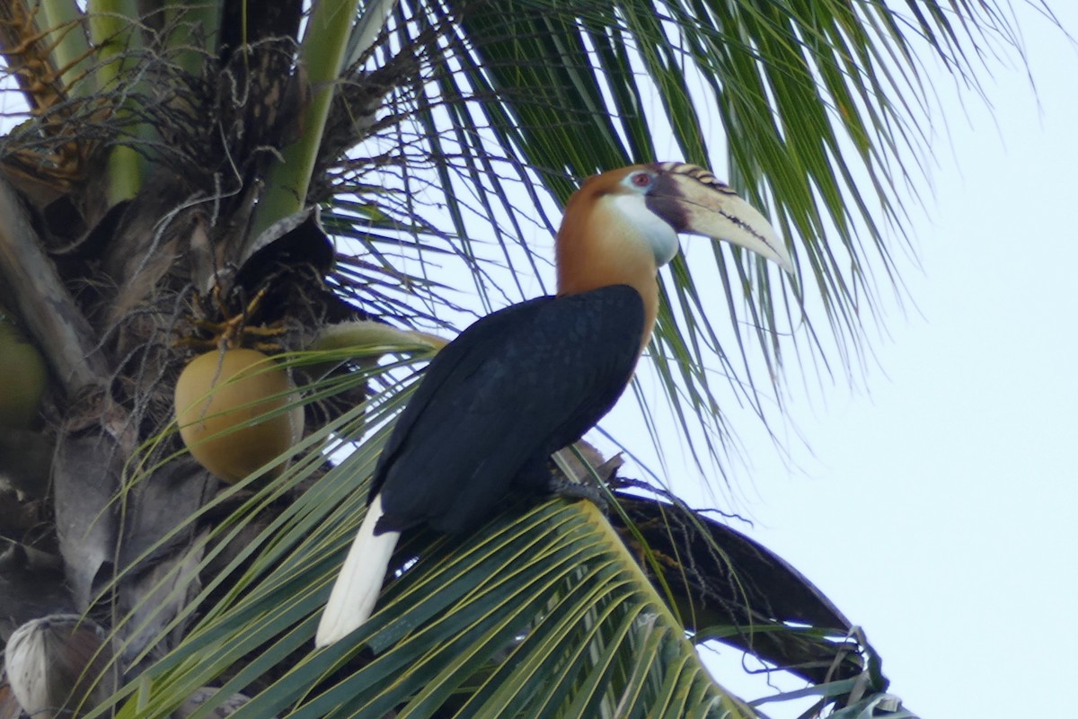 Blyth's Hornbill - ML177013131