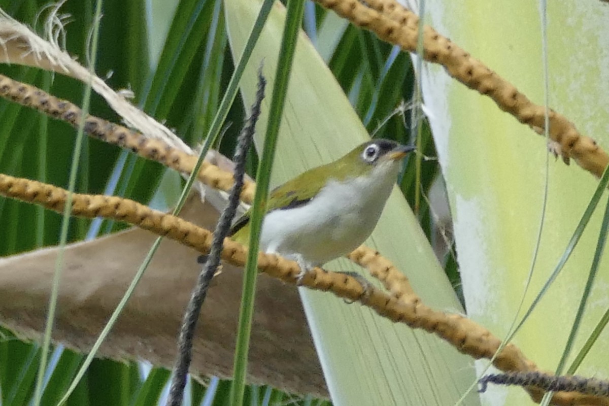 Cream-throated White-eye (Halmahera) - ML177013231