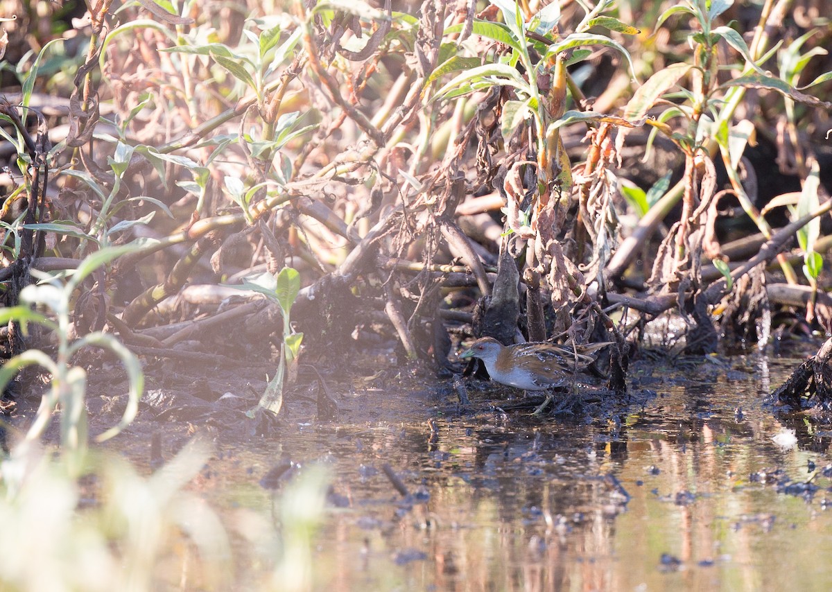 Baillon's Crake - ML177013931