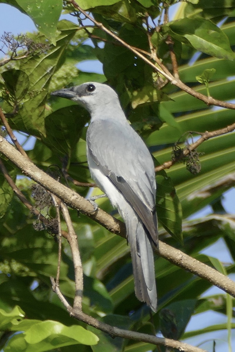 White-bellied Cuckooshrike - ML177014501