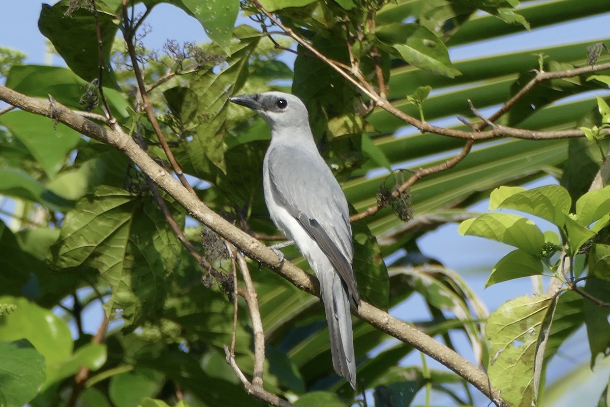 White-bellied Cuckooshrike - ML177014551