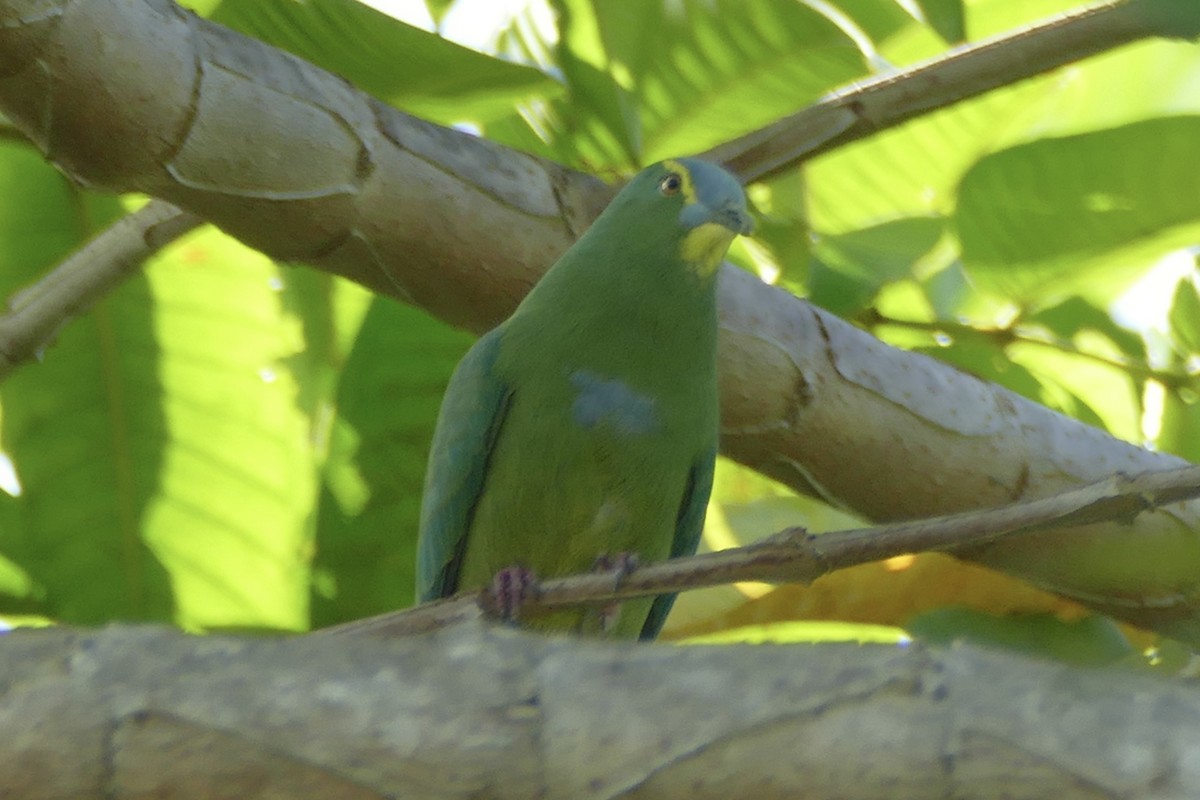 Blue-capped Fruit-Dove - ML177015101