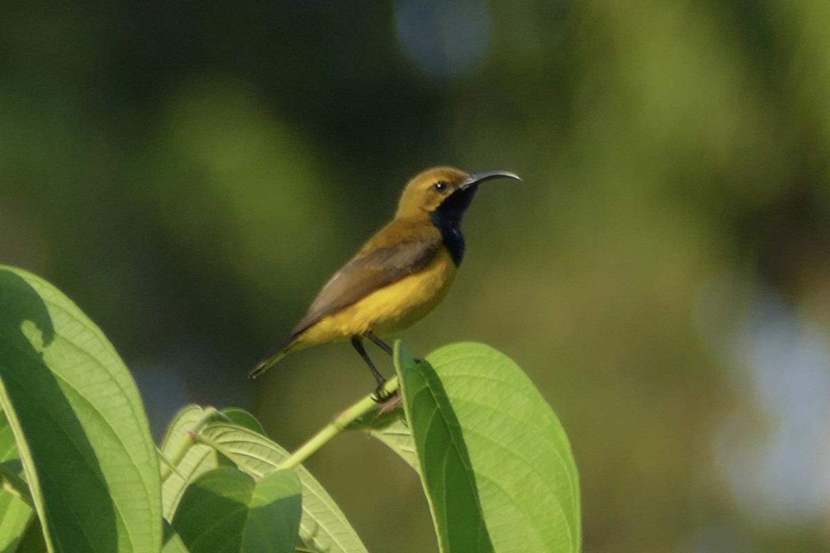 Sahul Sunbird - ML177015301