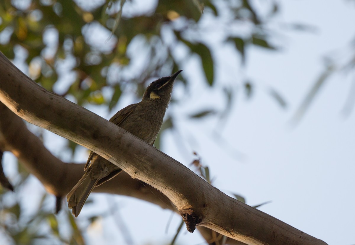 Lewin's Honeyeater - ML177016321