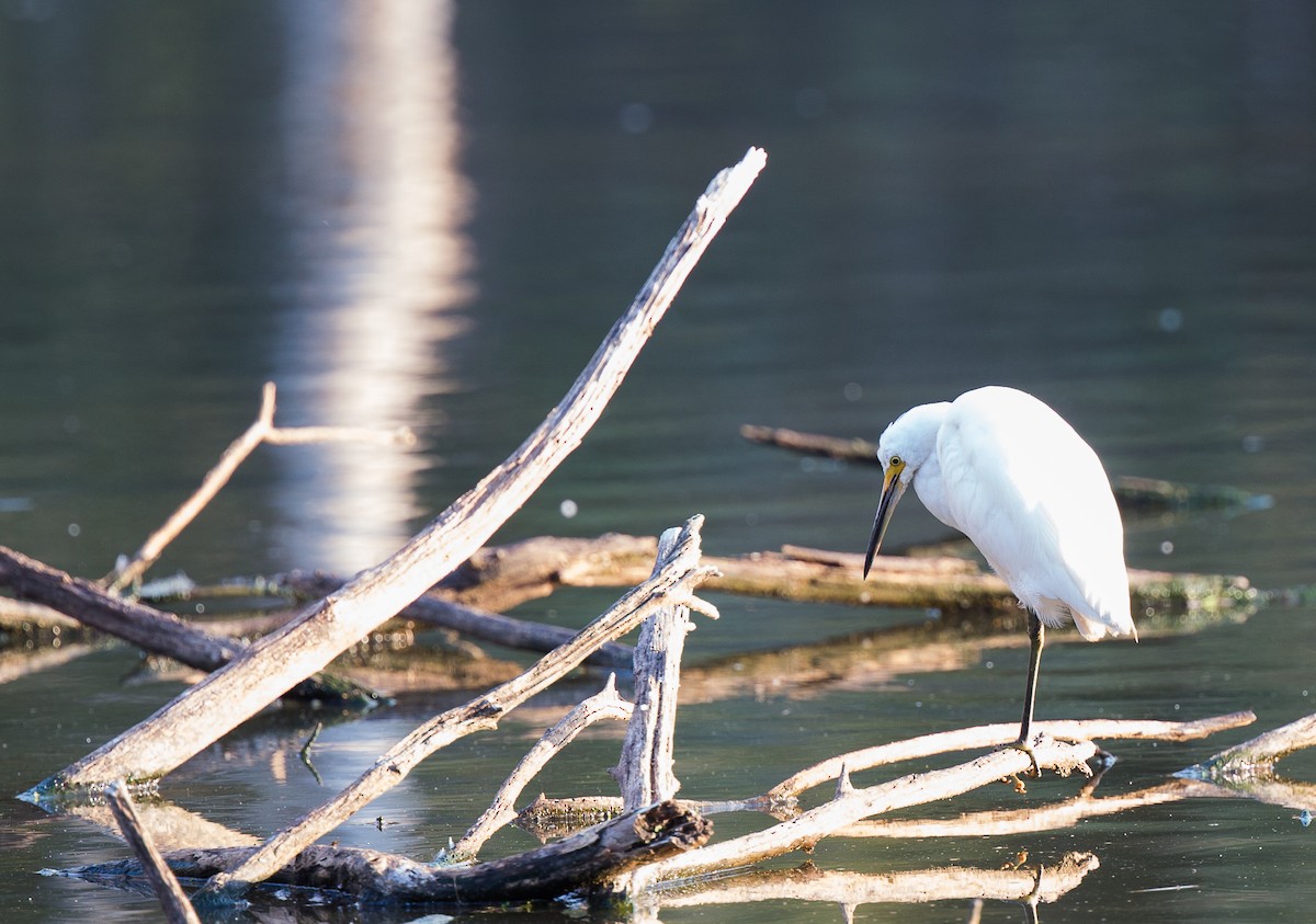 Little Egret - ML177016771