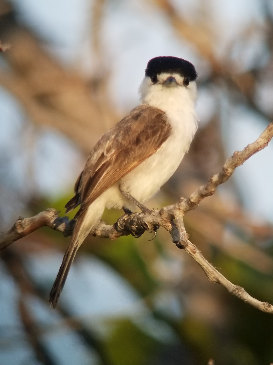 White-naped Xenopsaris - ML177017151