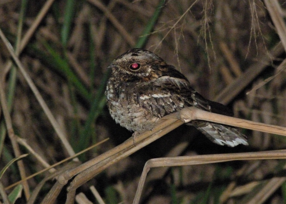 Little Nightjar - ML177017551