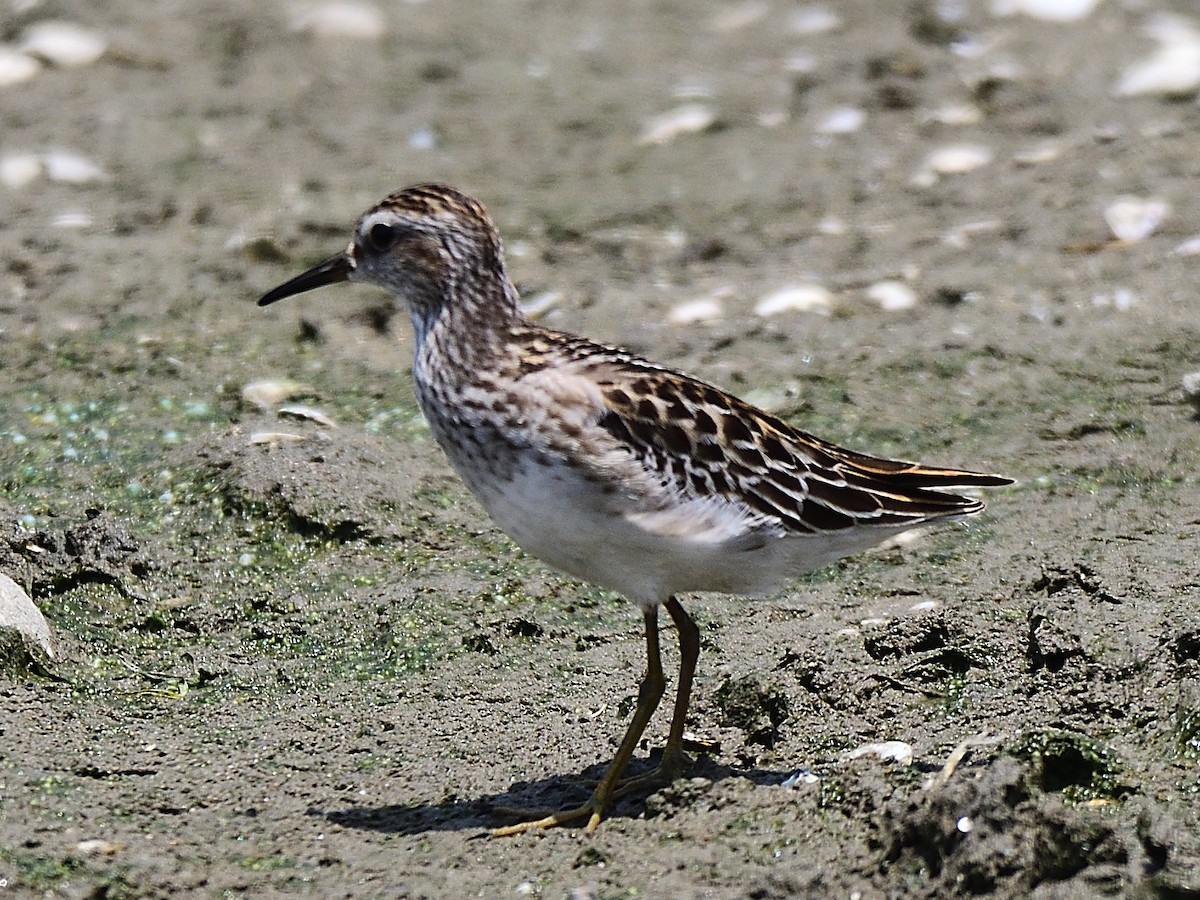 Long-toed Stint - ML177020041