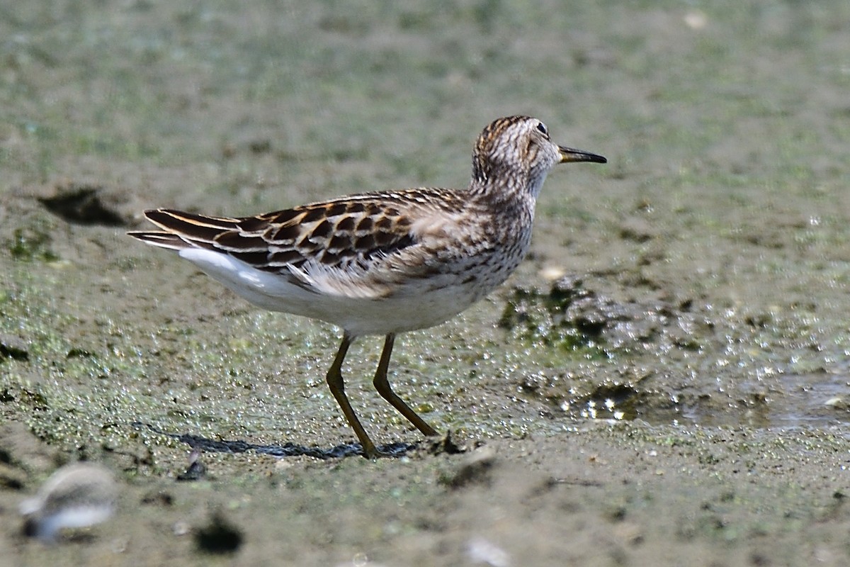 Long-toed Stint - ML177020051