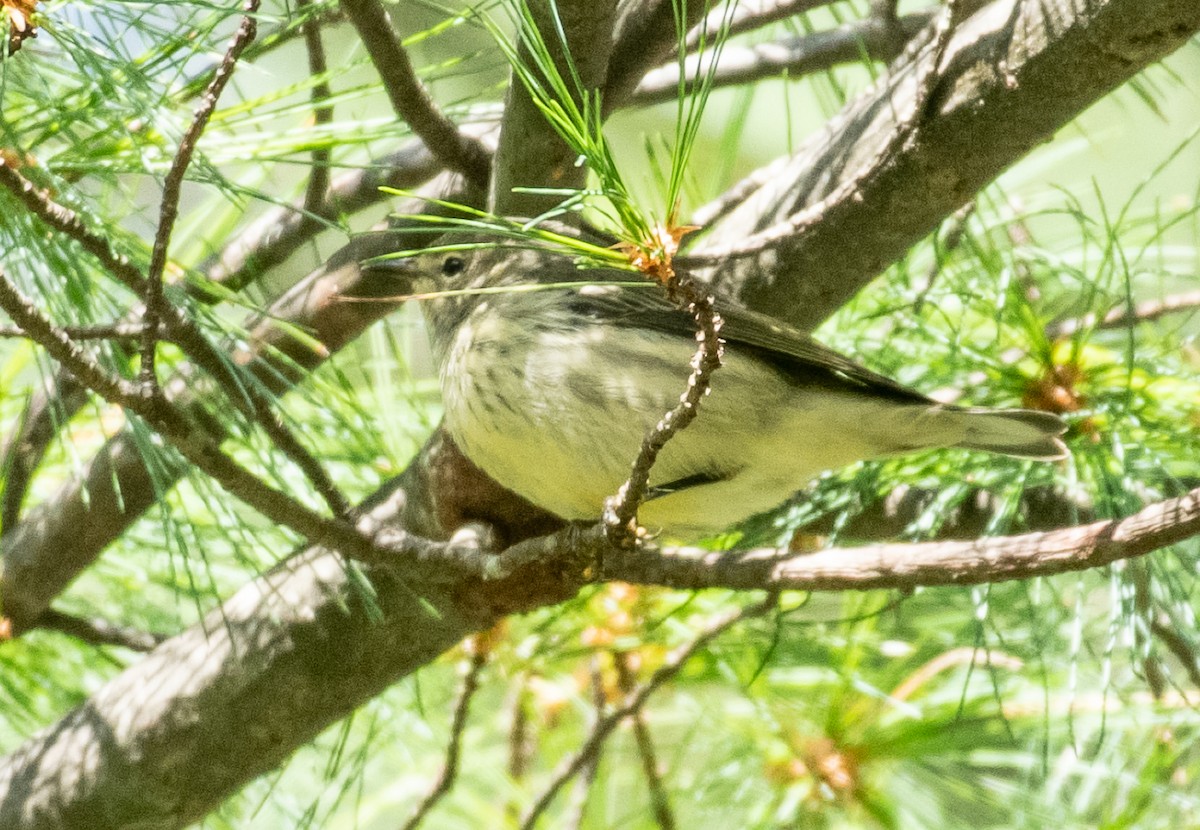 Cape May Warbler - ML177020241
