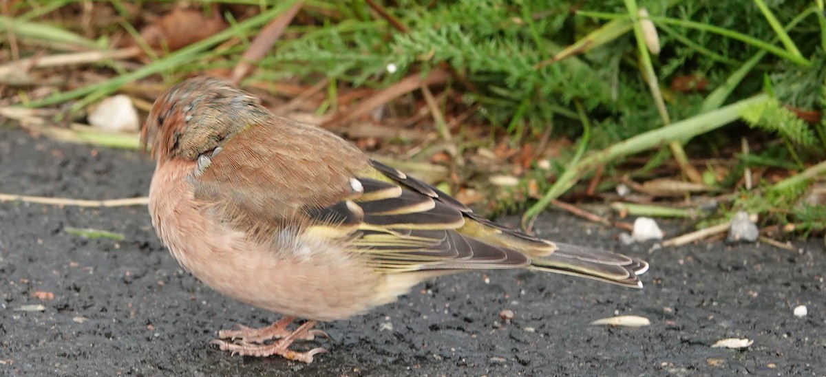 Common Chaffinch - ML177020441