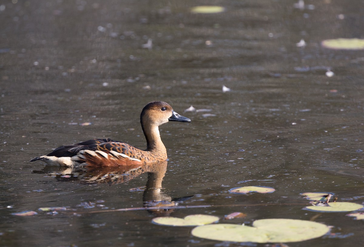 Wandering Whistling-Duck - ML177020451