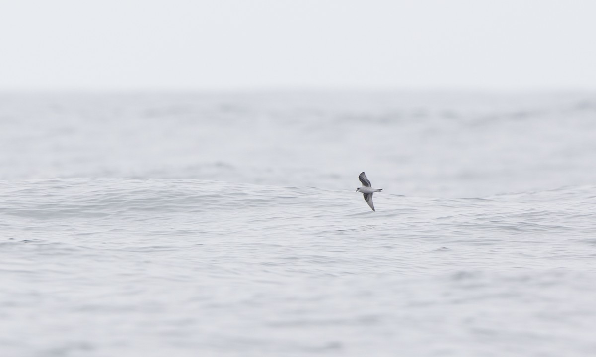 Fork-tailed Storm-Petrel - ML177021091