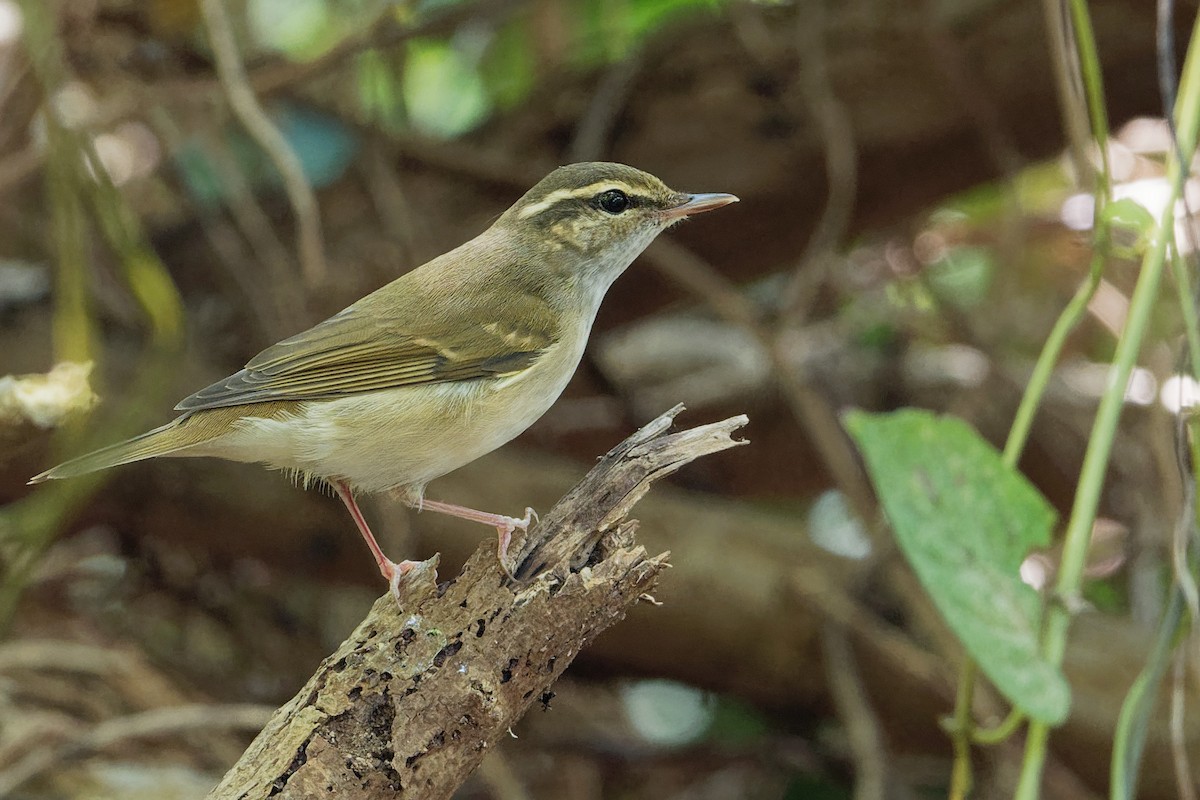 Pale-legged Leaf Warbler - Vincent Wang