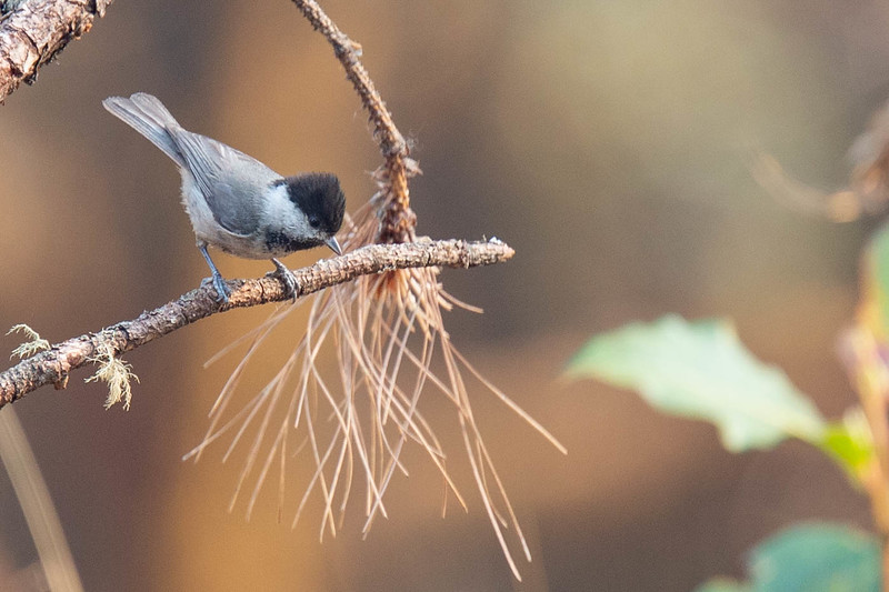 Black-bibbed Tit - Robert Tizard