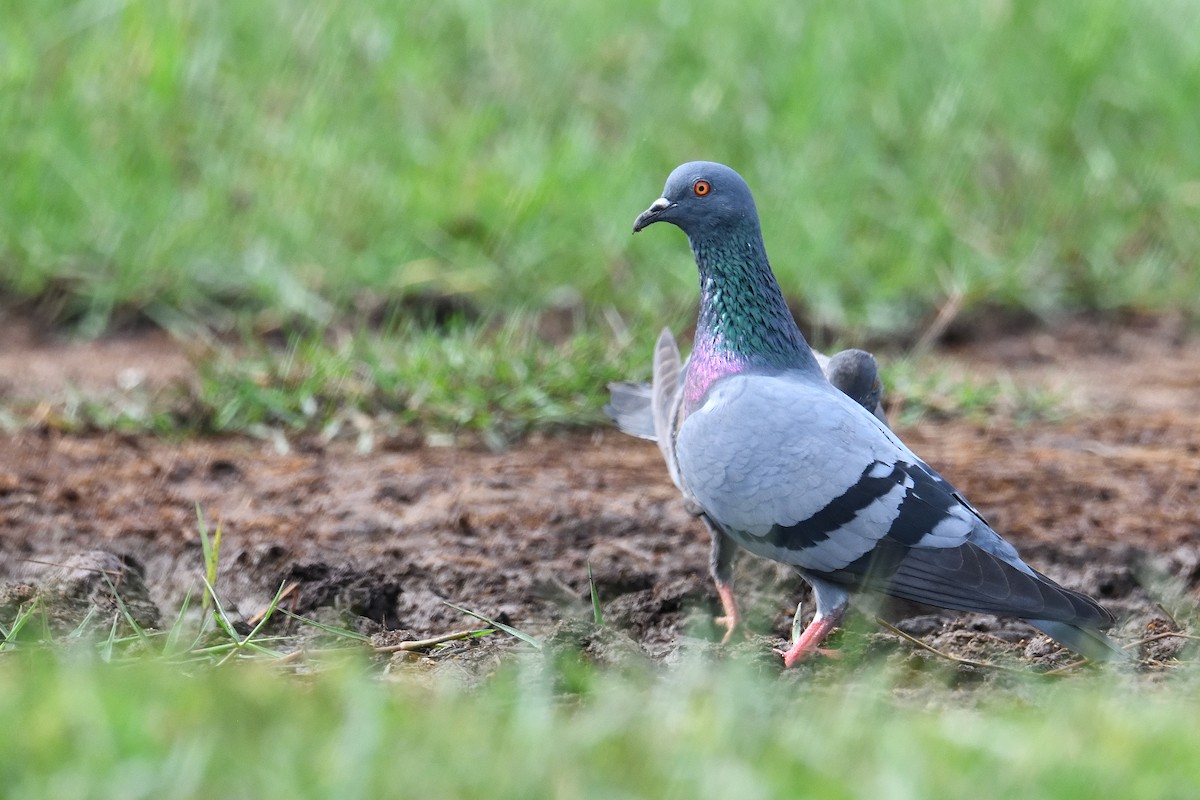 Rock Pigeon (Feral Pigeon) - ML177021471