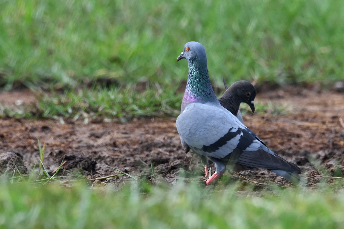Rock Pigeon (Feral Pigeon) - ML177021481