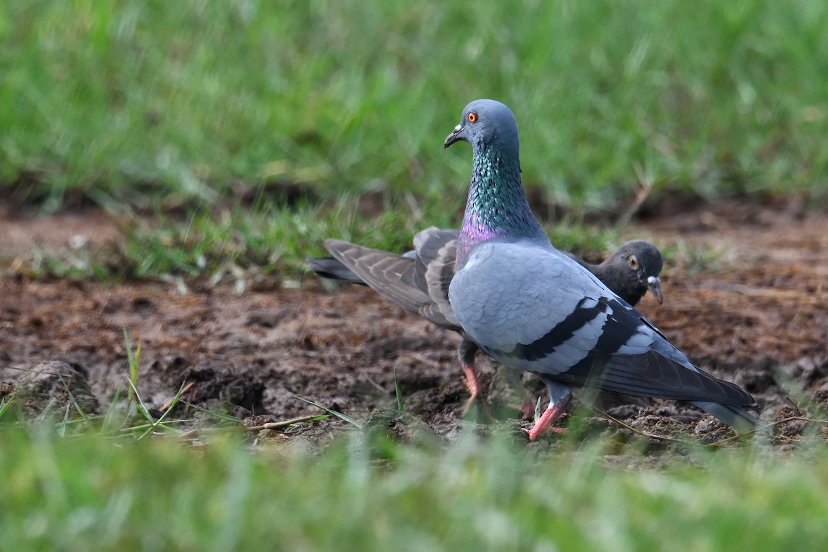 Rock Pigeon (Feral Pigeon) - ML177021511