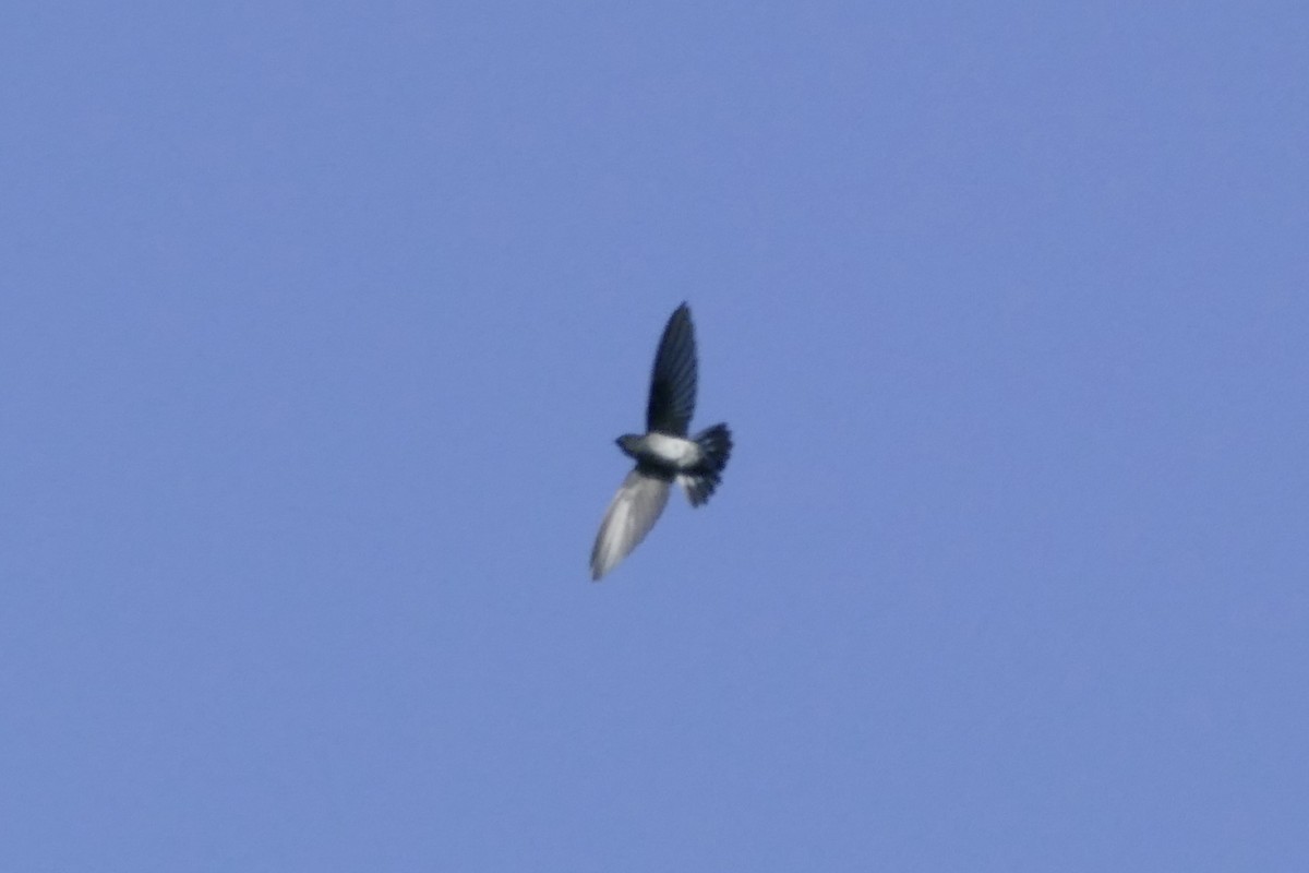 Glossy Swiftlet - ML177022701