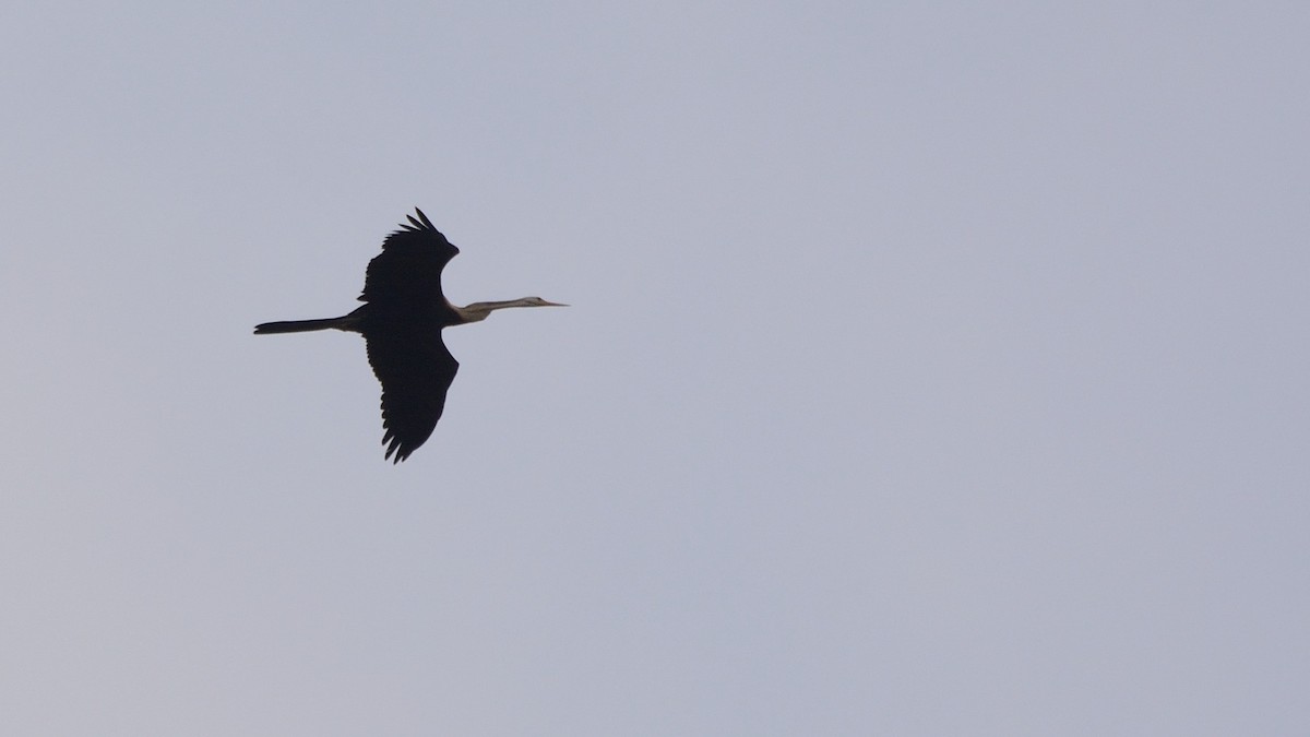 Oriental Darter - ML177023201