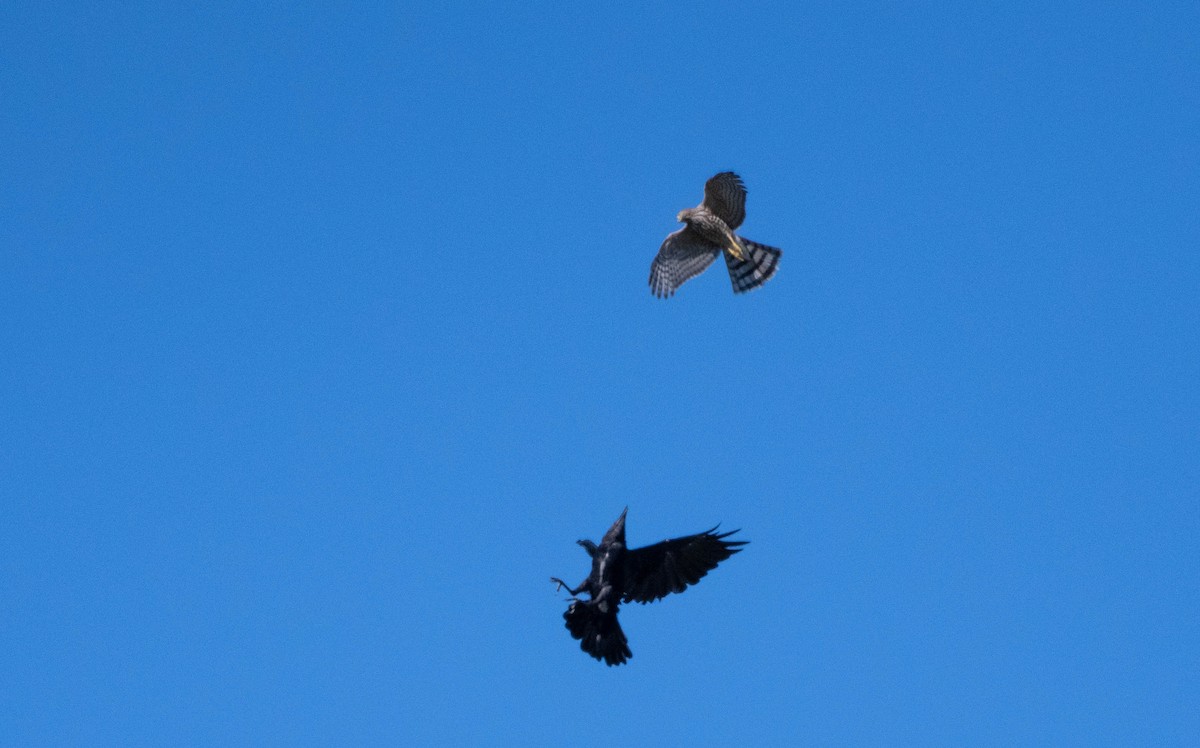 Sharp-shinned Hawk - Annie Lavoie