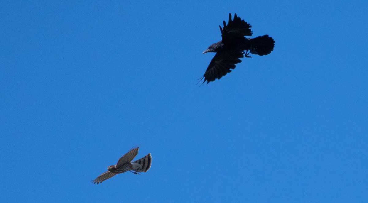 Sharp-shinned Hawk - Annie Lavoie