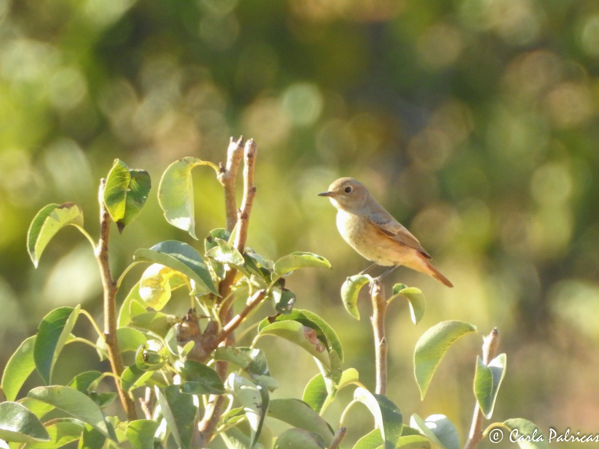 Common Redstart - Carla Palricas