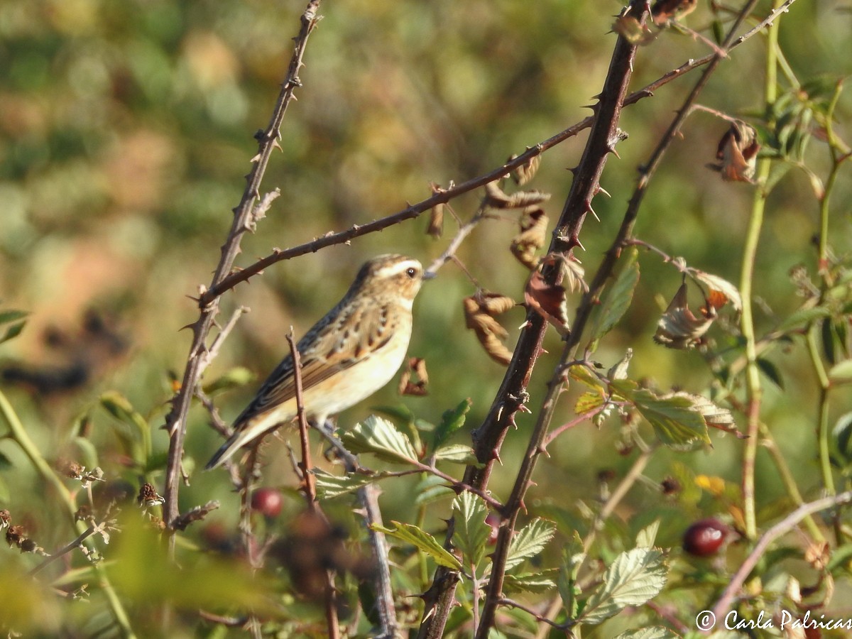 Whinchat - Carla Palricas