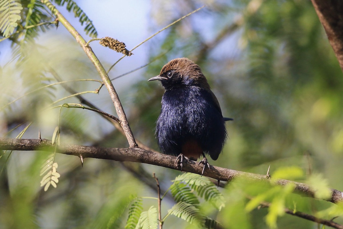 Indian Robin - ML177025311