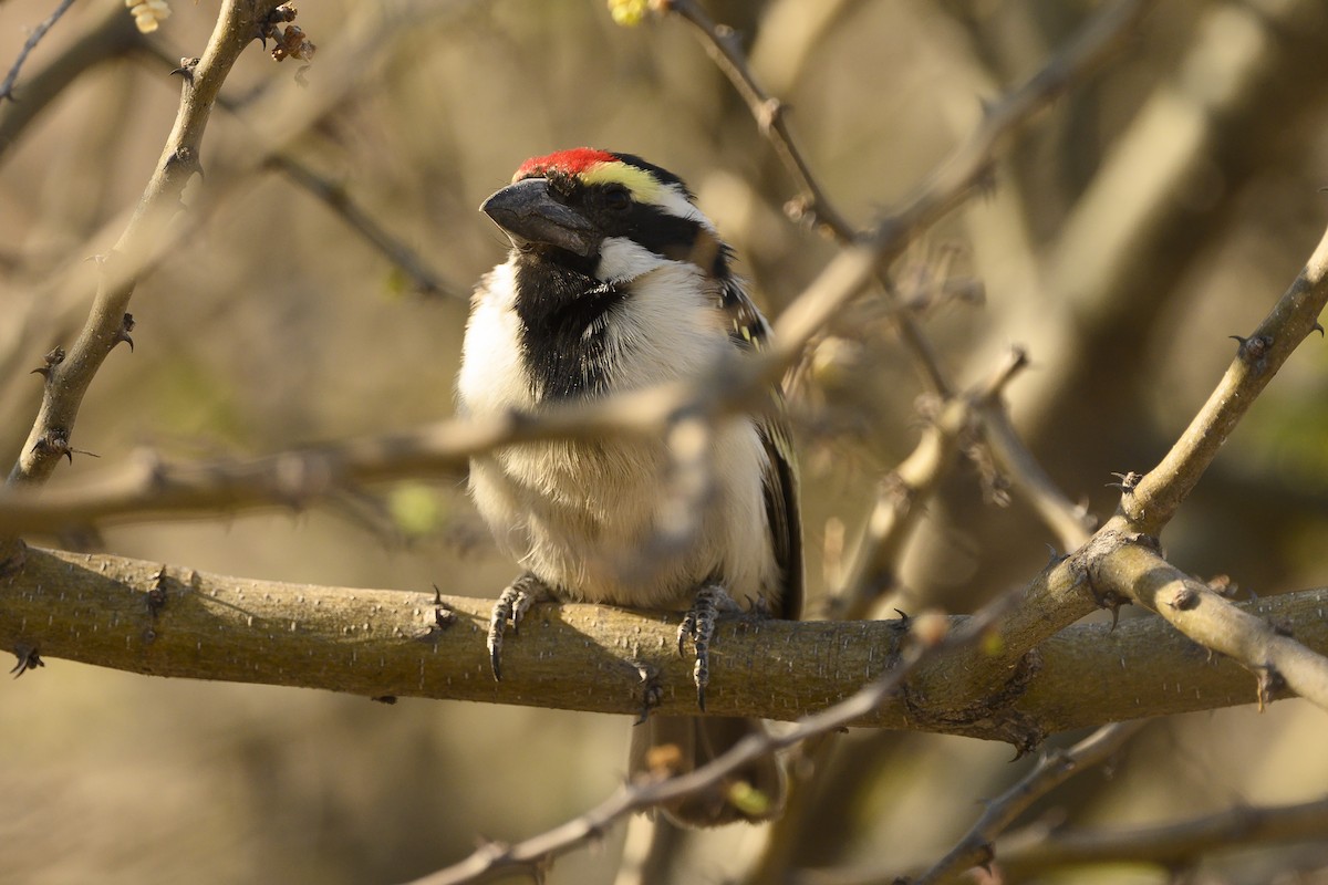 Pied Barbet - ML177026101