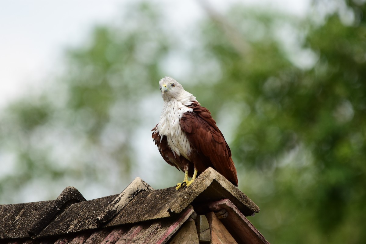 Brahminy Kite - ML177026681