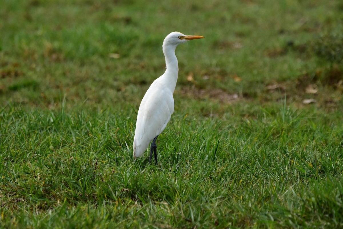 Eastern Cattle-Egret - ML177026831