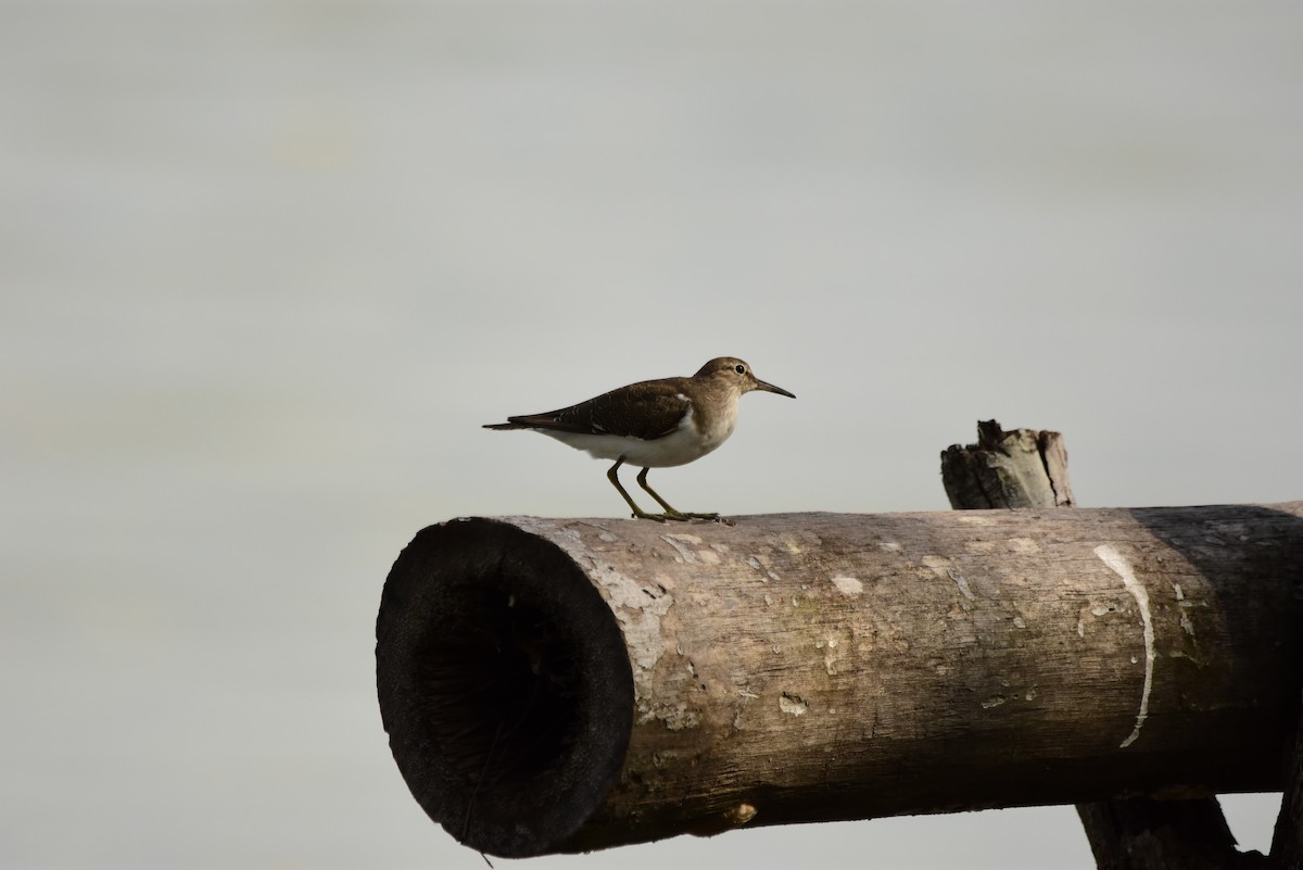 Common Sandpiper - ML177026931