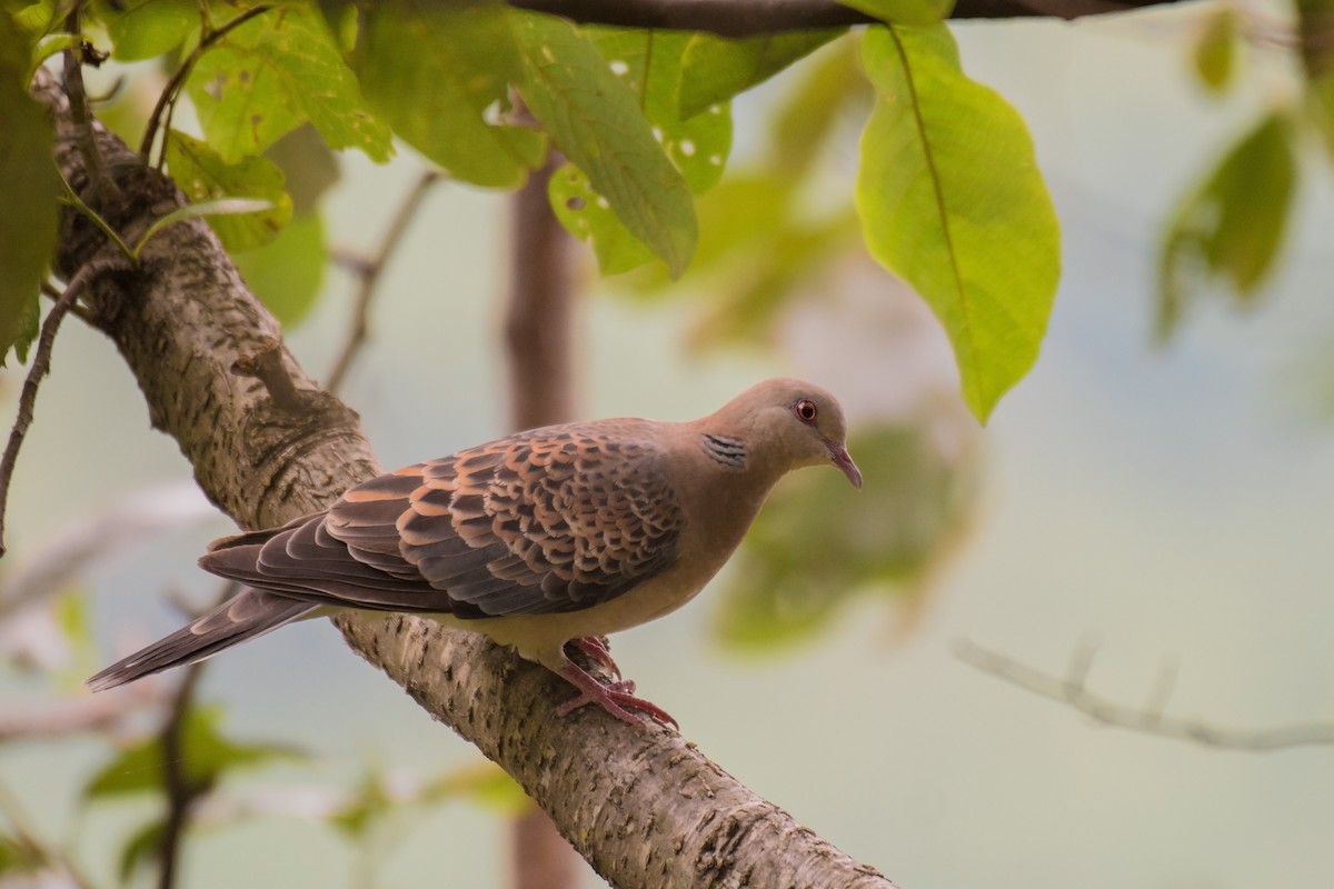 Oriental Turtle-Dove - ML177027181