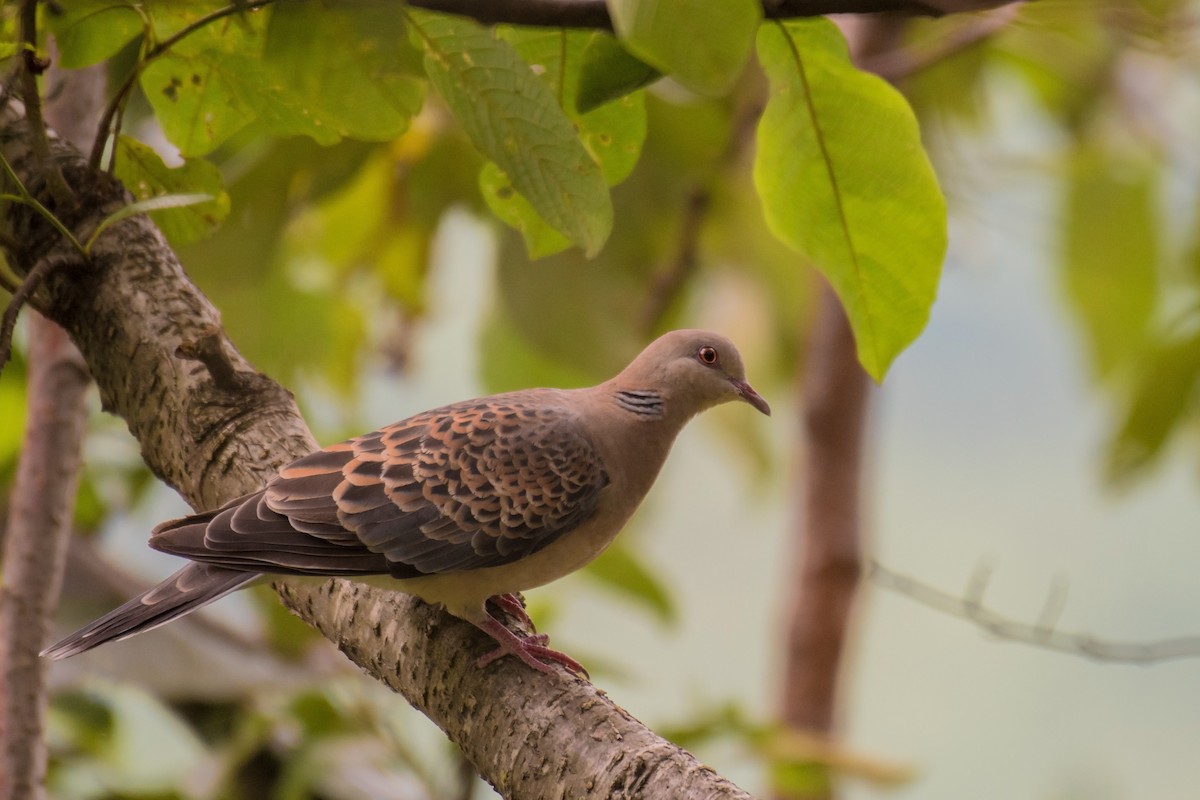 Oriental Turtle-Dove - ML177027201