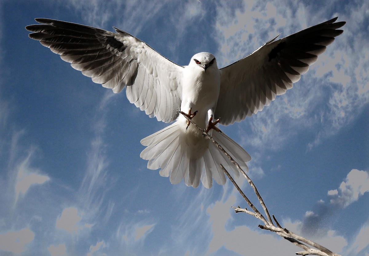 Black-shouldered Kite - ML177028741