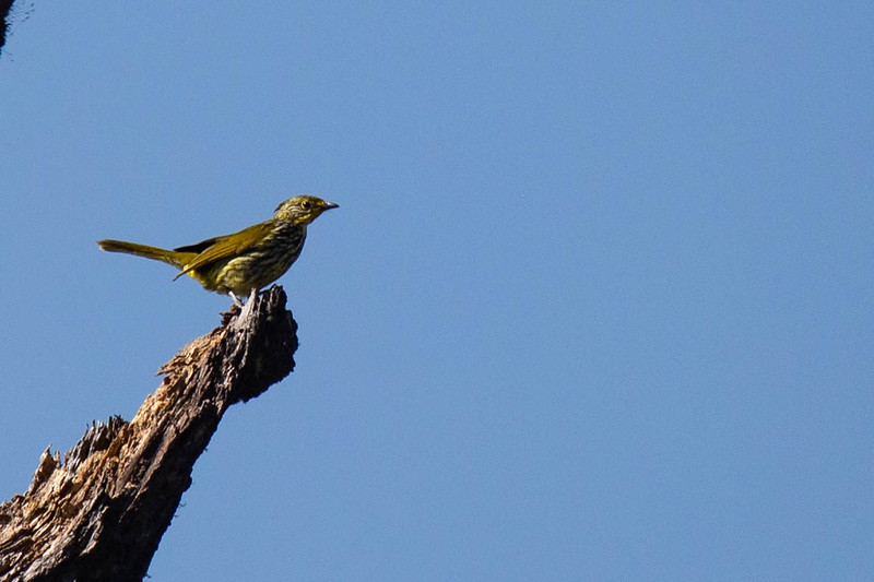 Striated Bulbul - ML177030461