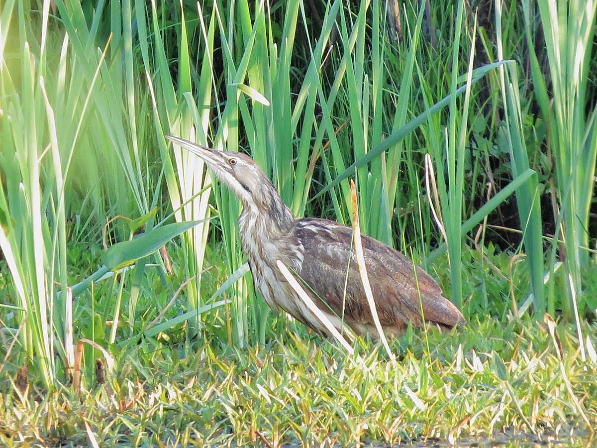 American Bittern - ML177031041