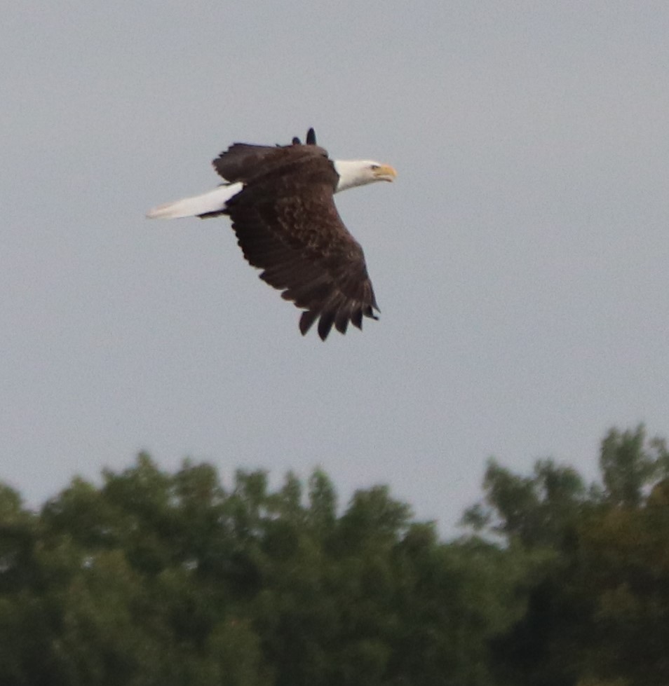 Bald Eagle - ML177032291