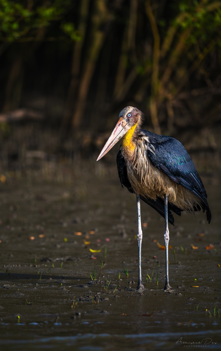 Lesser Adjutant - ML177032671