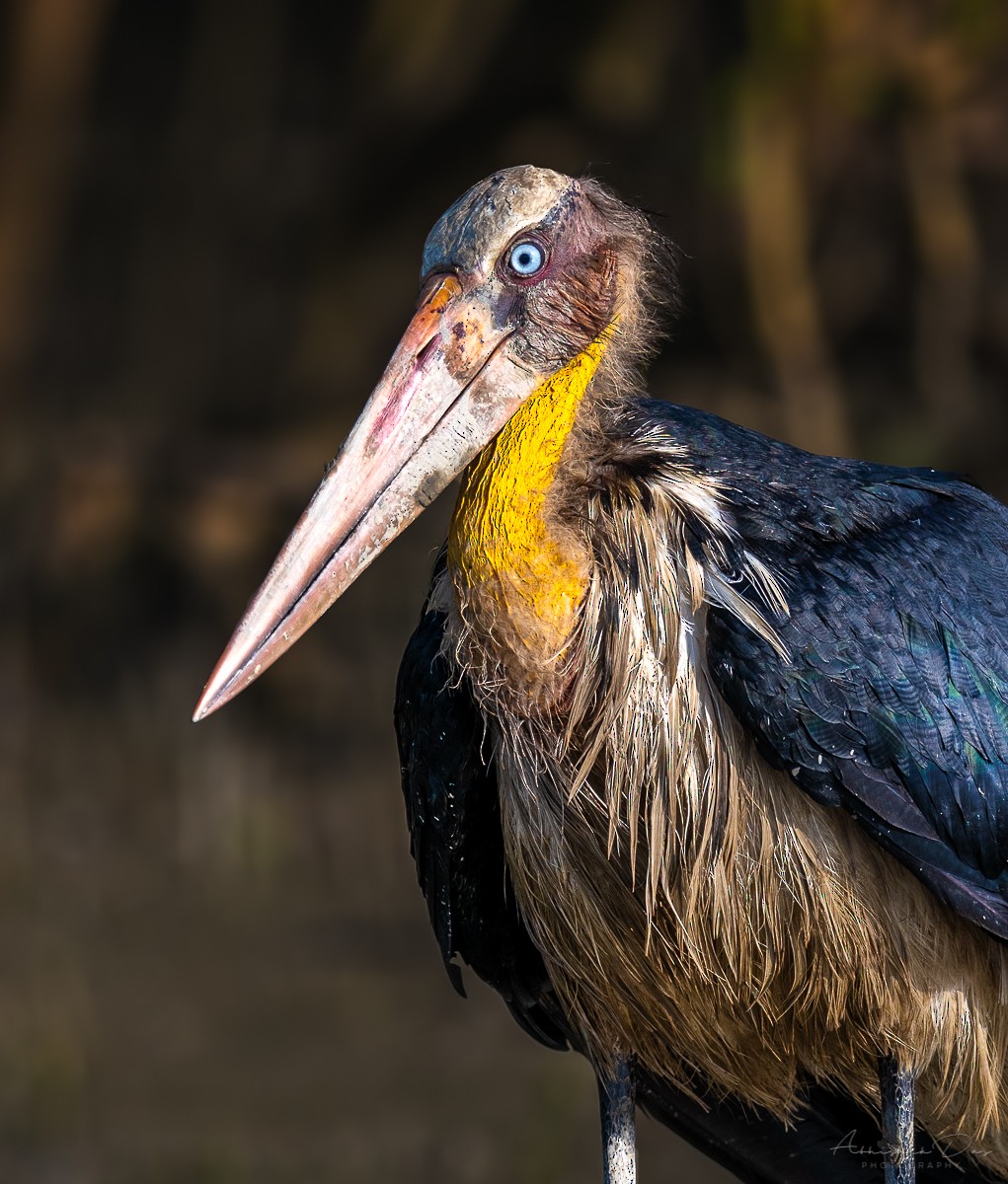 Lesser Adjutant - ML177032681