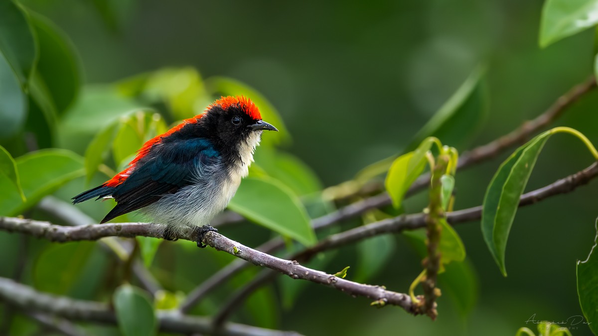 Scarlet-backed Flowerpecker - ML177032701