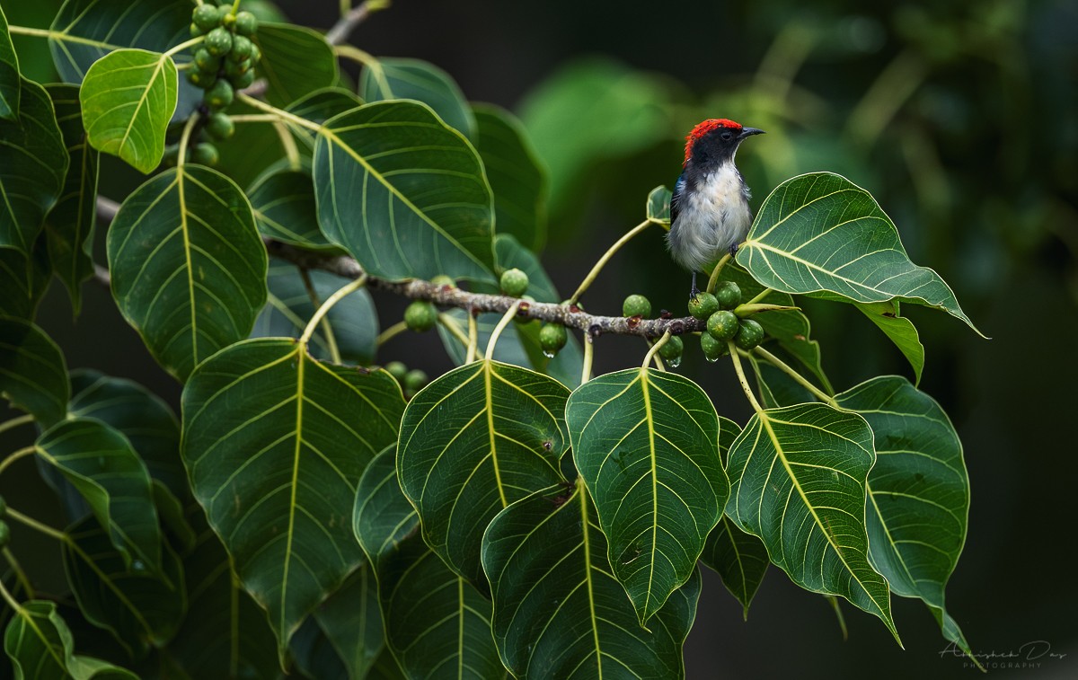 Scarlet-backed Flowerpecker - ML177032721