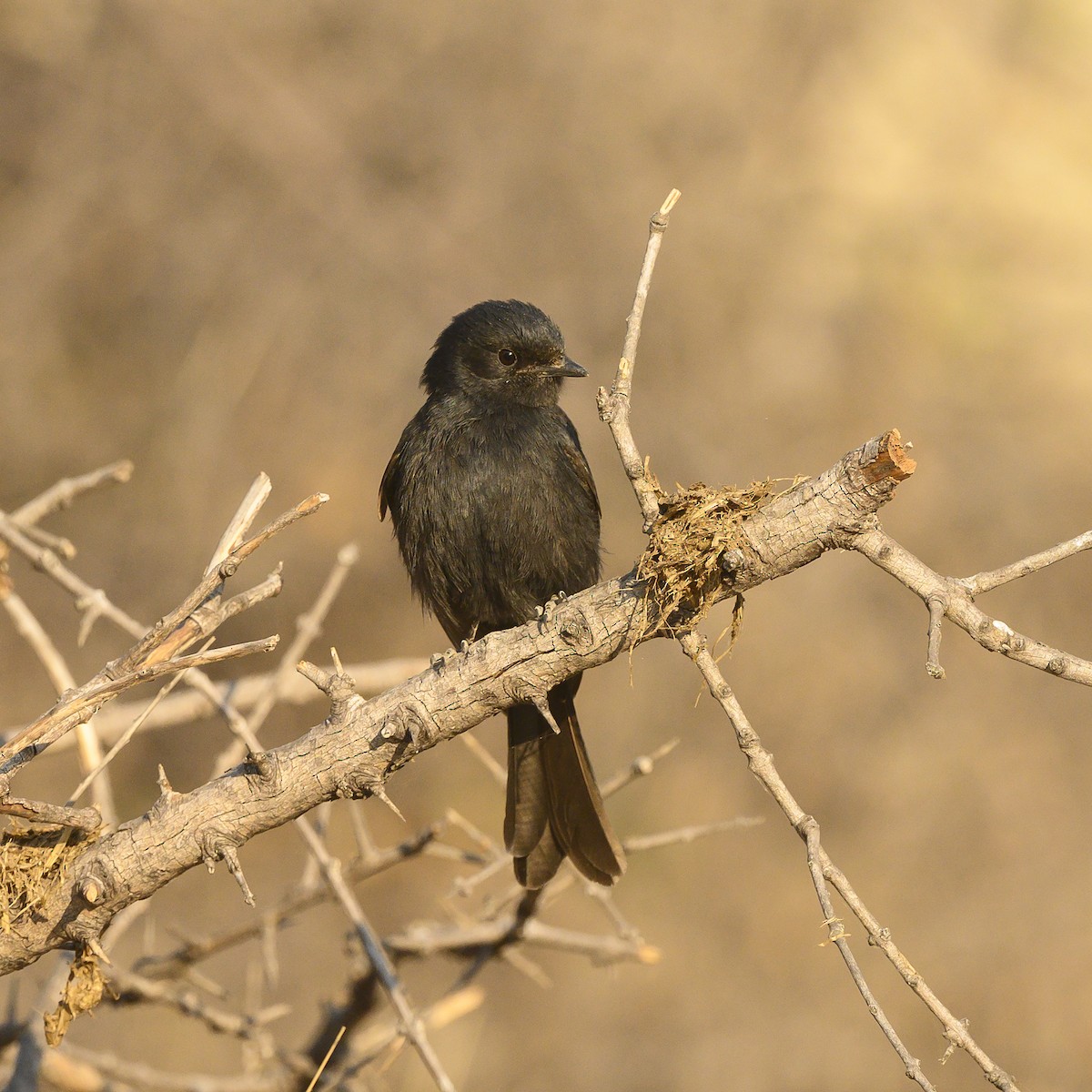 Southern Black-Flycatcher - Peter Hawrylyshyn