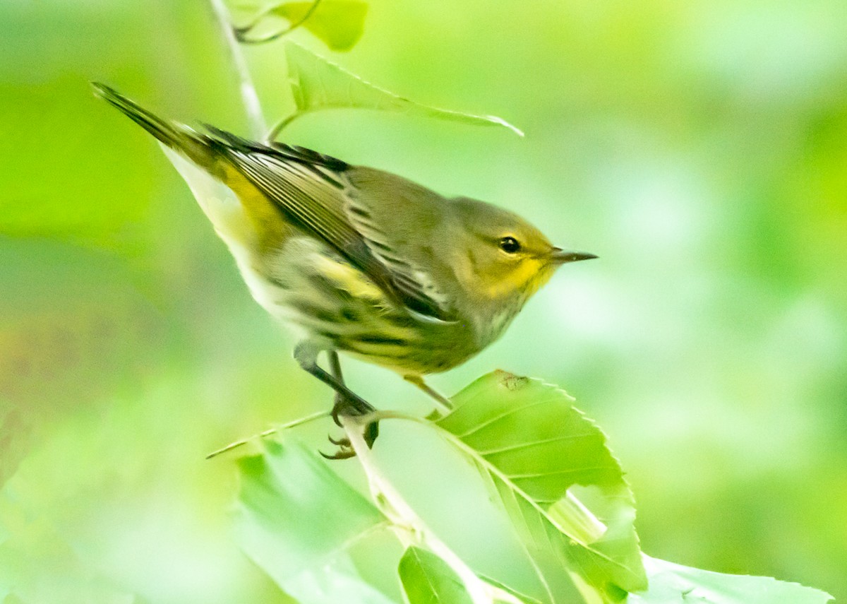 Cape May Warbler - ML177033561