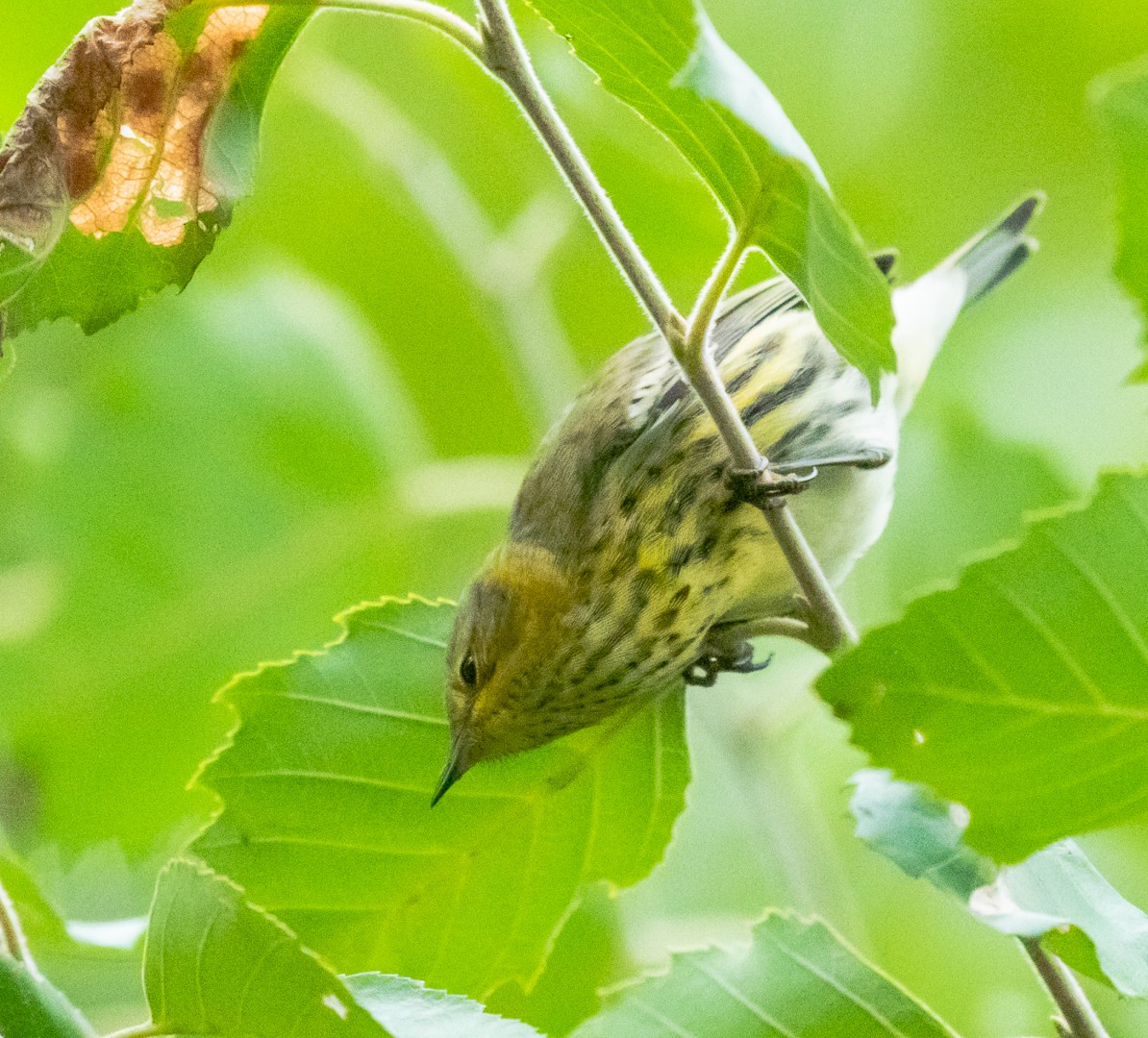 Cape May Warbler - Marianne Taylor