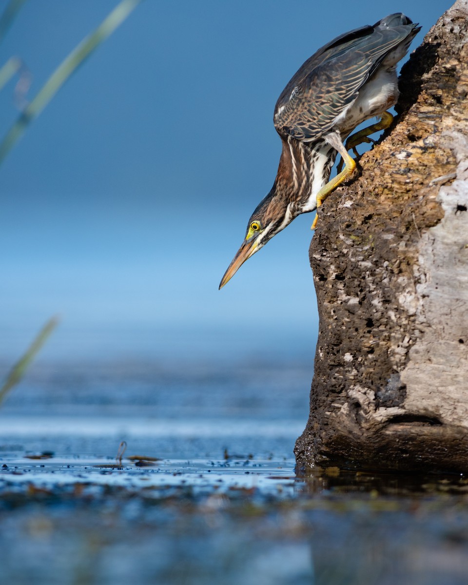 Green Heron - Kyle Tansley